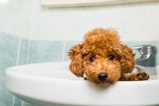 Puppy in a bathroom sink.